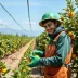 Jovem Aprendiz Coopercitrus 2025: Vagas de Estágio e Trainee